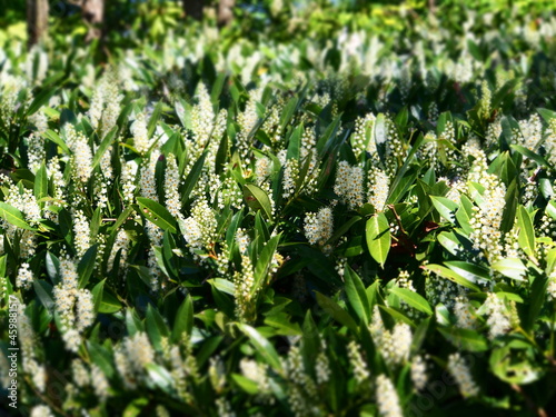 Spring plants in British Columbia 