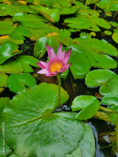 Flower in Lake