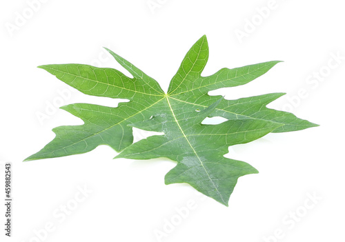 papaya Leaf isolated on white background.Big leaf.