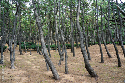 密度の高い松林が広がる,駿河湾沿い千本浜公園の松原