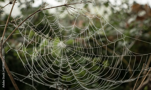 Cobweb on a misty morning with dew