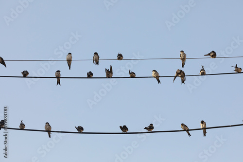 Small birds of the species Common house martin, or Delichon urbicum, perched, chattering, on some power lines in the town of Gallur, Aragon, Spain