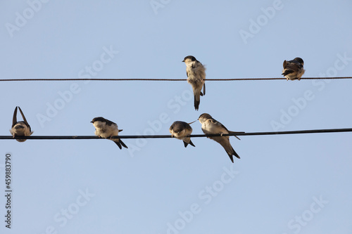 Small birds of the species Common house martin, or Delichon urbicum, perched, chattering, on some power lines in the town of Gallur, Aragon, Spain photo