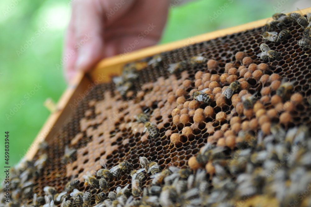 Was Kostet Honig Beim Imker 2021 imker beim honig schleudern bienen wespen biennehaus bienenstock waabe