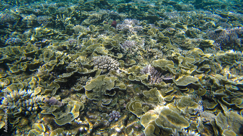 Fototapeta Naklejka Na Ścianę i Meble -  Underwater view of corals in shallow water reef under visible sunlight. Selective focus points. Blurred background