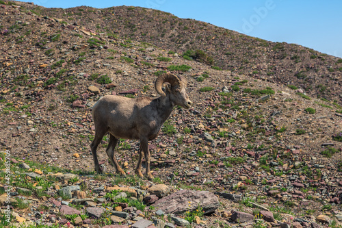 Bighorn Sheep in the Mountains at Logan Pass and the Hidden Lake Trail  Glacier National Park. Montana