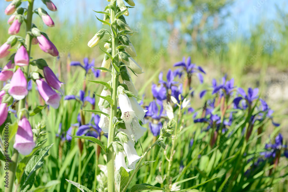 Fototapeta premium flowering foxglove in in the garden.