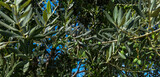 Olive branch with olives and leaves. Olive tree in autumn. Season nature image.Harvest ready to make extra virgin olive oil. Natural sunny agricultural food background. Closeup photo.