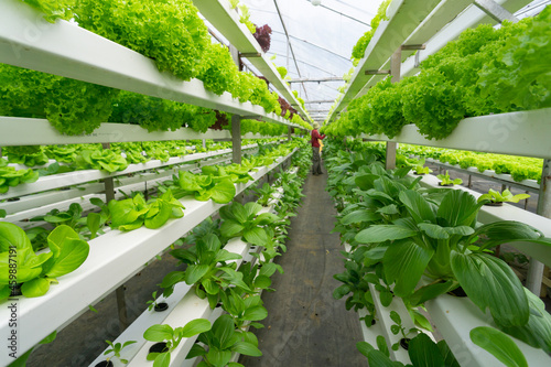 Quadro su tela Fresh organic vegetable grown using aquaponic or hydroponic farming