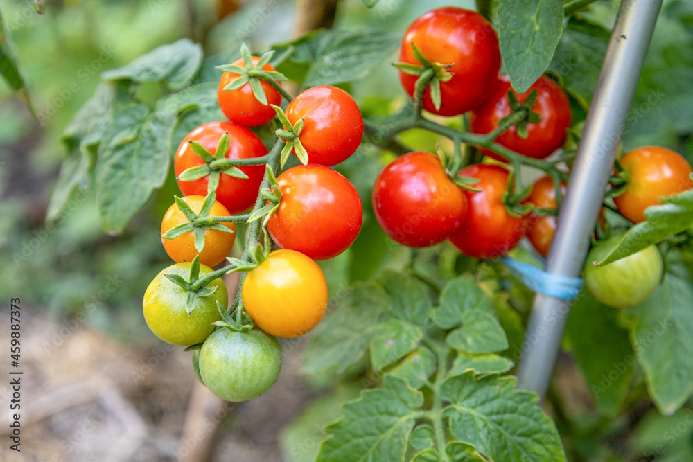 Tomatoes grow on a stem in the garden bed