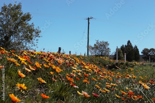 Gazanias by the side of the highway, Grenfell, New South Wales, Australia.
