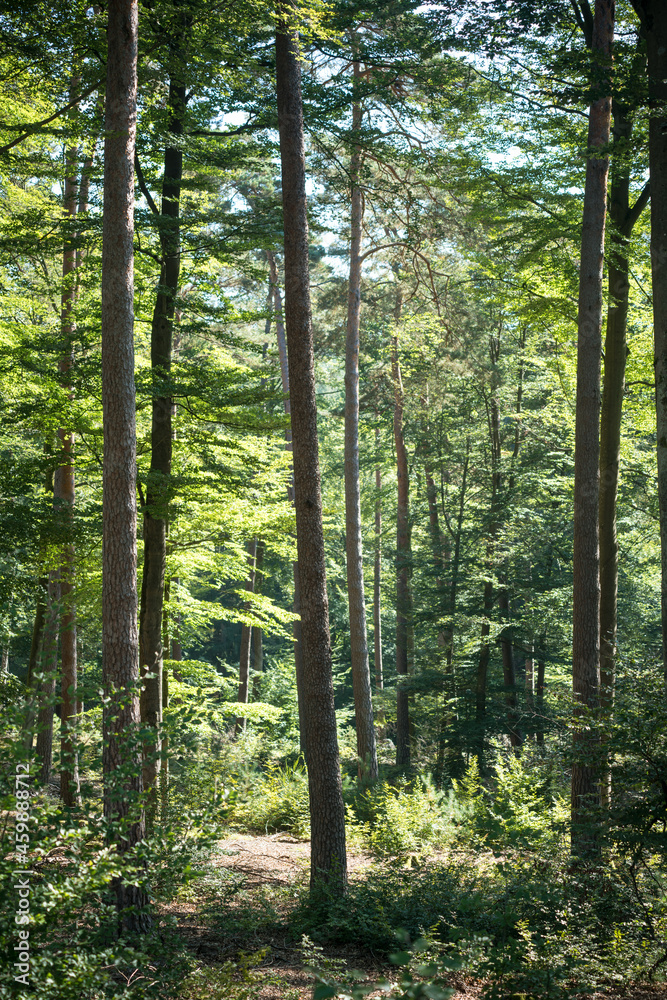 Dense deciduous trees in the Palatinate Forest in southern Germany Dense deciduous trees in the Palatinate Forest in southern Germany