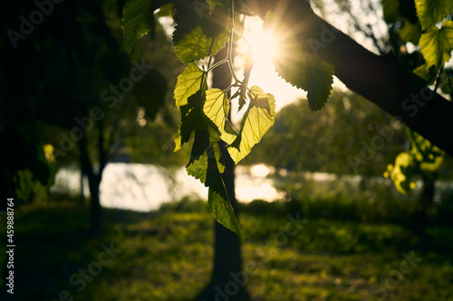 Leaves with sun
