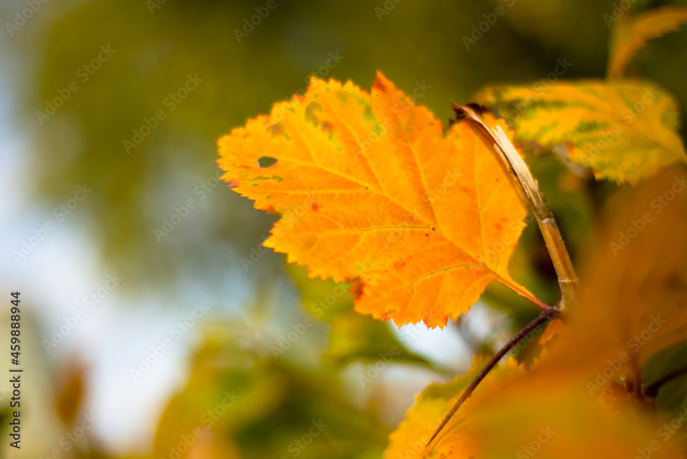 Fototapeta premium Orange autumn leaves in nature. Autumn themes.