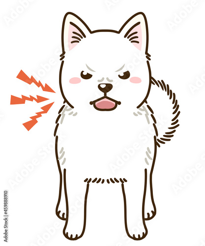 威嚇する北海道犬（白）