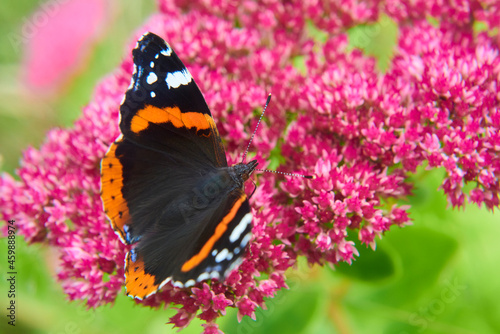 Colorful Red Admiral (Vanessa atalanta) Butterfly sitting on a Flower
