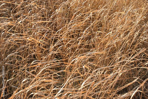 Bright yellow dry grass twigs natural organic  background