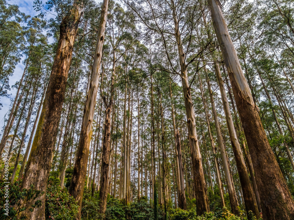 Obraz premium Mountain Ash