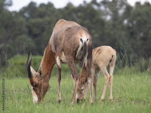 Mother antelope with its baby grazing in a field in South Africa