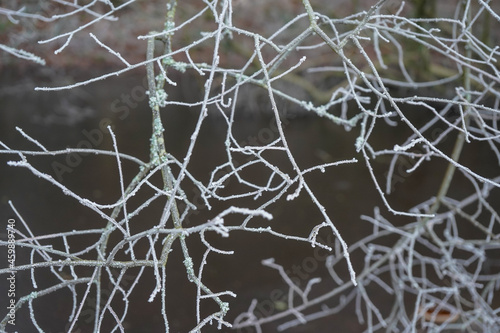 Close up of frost covered branches
