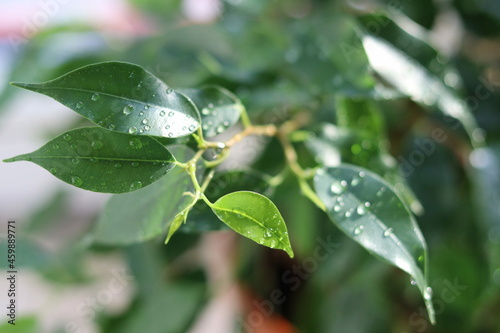 Ficus close-up 