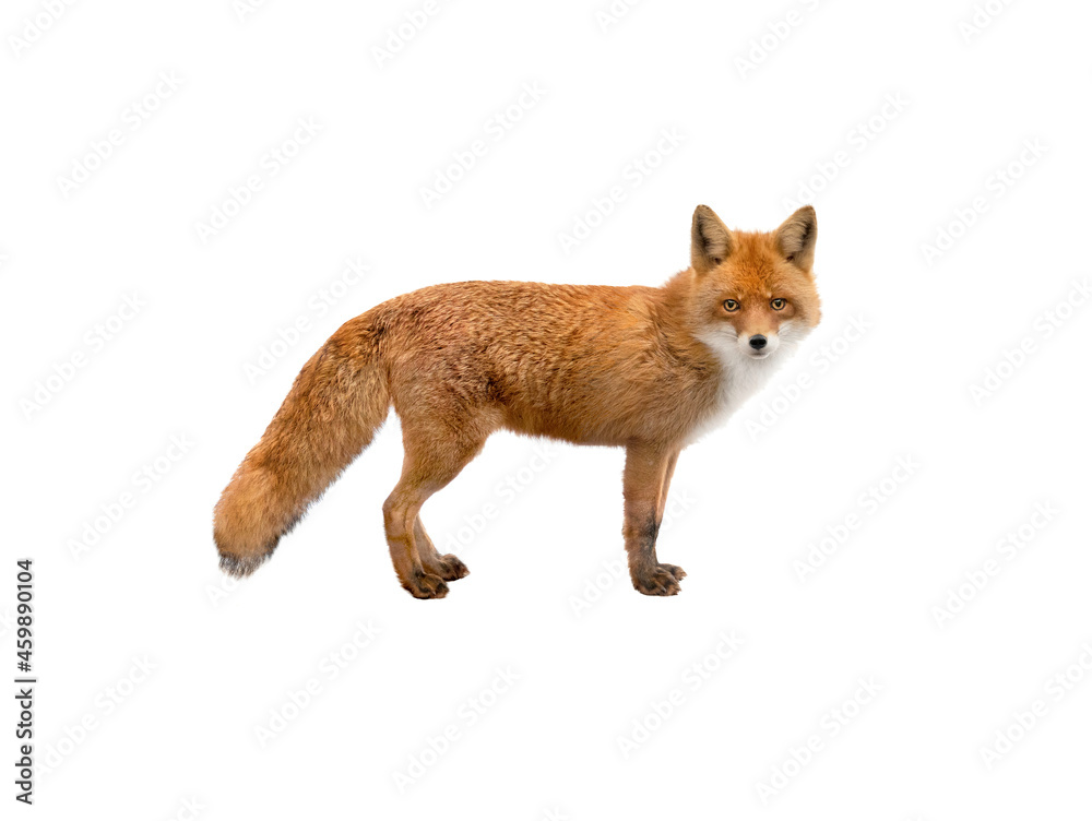 Fototapeta premium beautiful fox of orange color isolated on white background