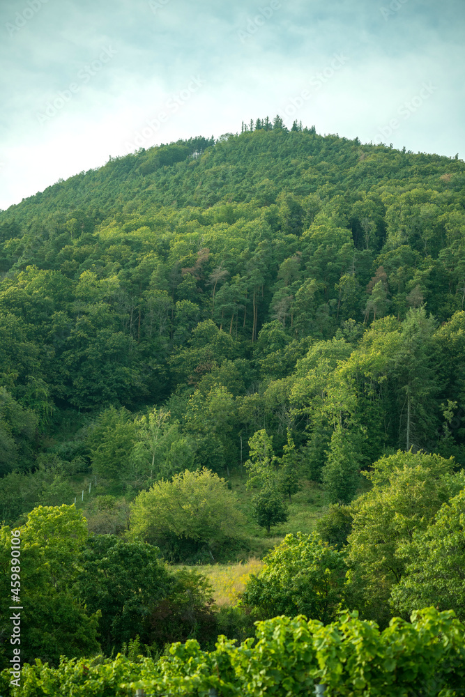 Healthy deciduous forest in Rhineland-Palatinate