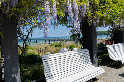 Glicynia, Wisteria /acidum, aminoaceticumsłodlin /
ioletowe pnącze w Binz, wyspa Rugia, Niemcy 2021 photo