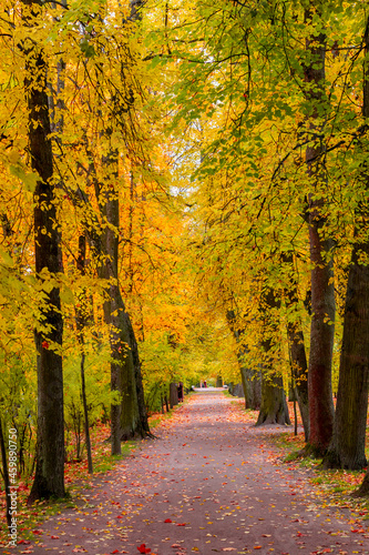 Alley in Catherine park in autumn, Tsarskoe Selo (Pushkin), St. Petersburg, Russia