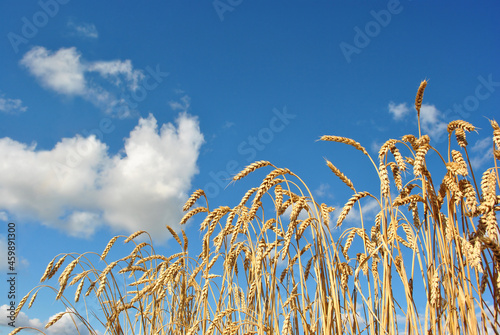 Field with ripe wheat (rye) on the hills, cloudy sky, Ukraine