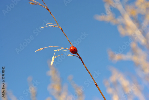  Ladybug sitting on dry grass twig, macro close up detail, soft blurry bokeh  background, blue sunny sky