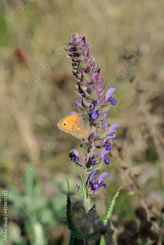 The meadow brown (Maniola jurtina) butterfly sitting purple sage flower, soft blurry gray grass background