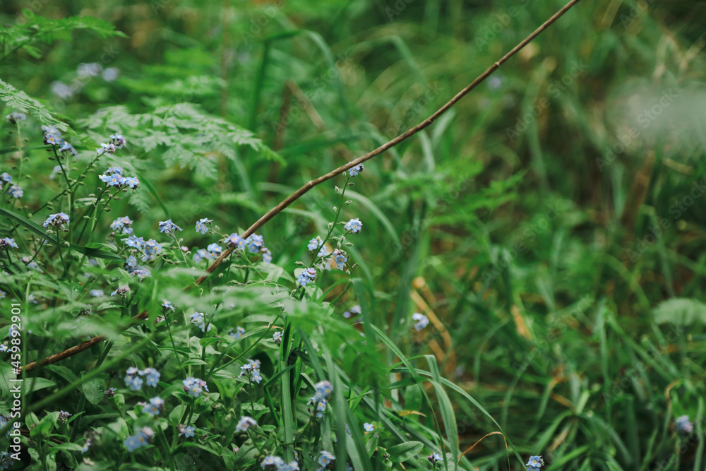Forget-me-nots, wildflowers growing in woodland Forget-me-nots, wildflowers growing in woodland
