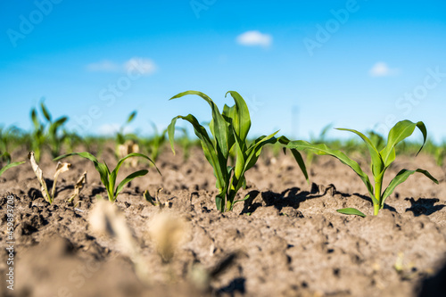 Close up seeding maize plant, Green young corn maize plants growing from the soil. Agricultural scene with corn's sprouts in earth closeup.