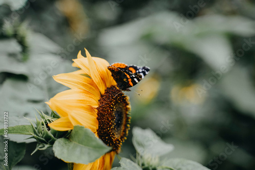 Admiral Schmetterling an einer Sonnenblume.