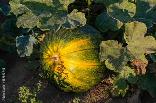 View of a ripe fig-leaf gourd in the field near Wiesbaden / Germany in autumn photo