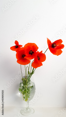 Field red poppy in a transparent vase. MINIMALISM. High quality photo photo