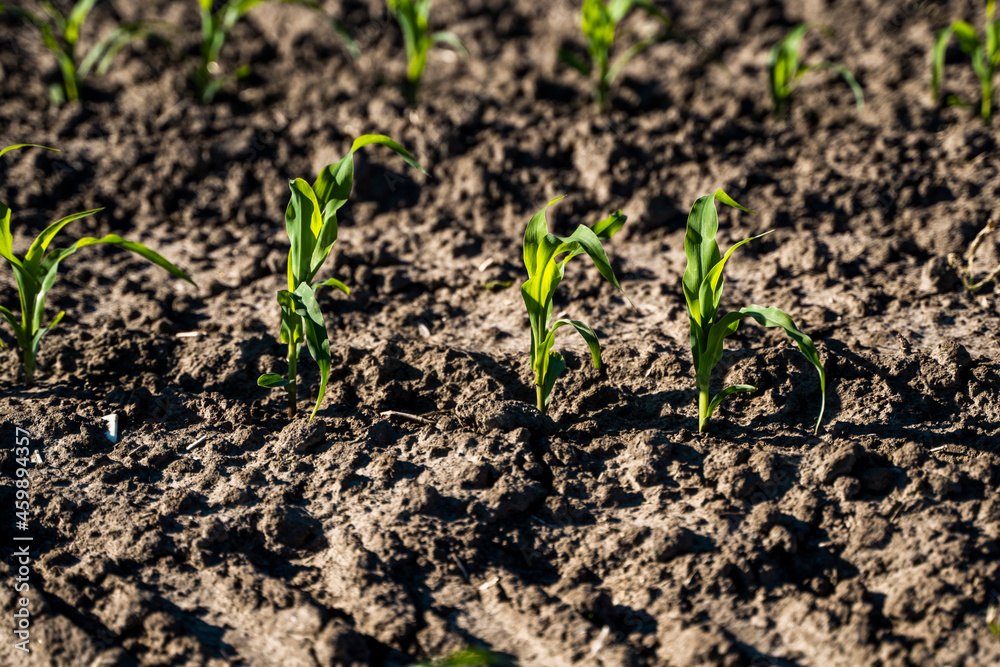Close up seeding maize plant, Green young corn maize plants growing from the soil. Agricultural scene with corn's sprouts in earth closeup. Close up seeding maize plant, Green young corn maize plants growing from the soil. Agricultural scene with corn's sprouts in earth closeup.