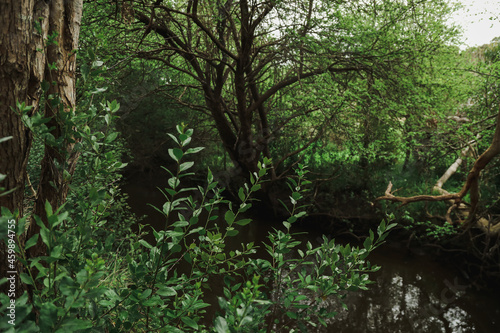 Fototapeta Naklejka Na Ścianę i Meble -  Lush green foliage in pretty bushland setting
