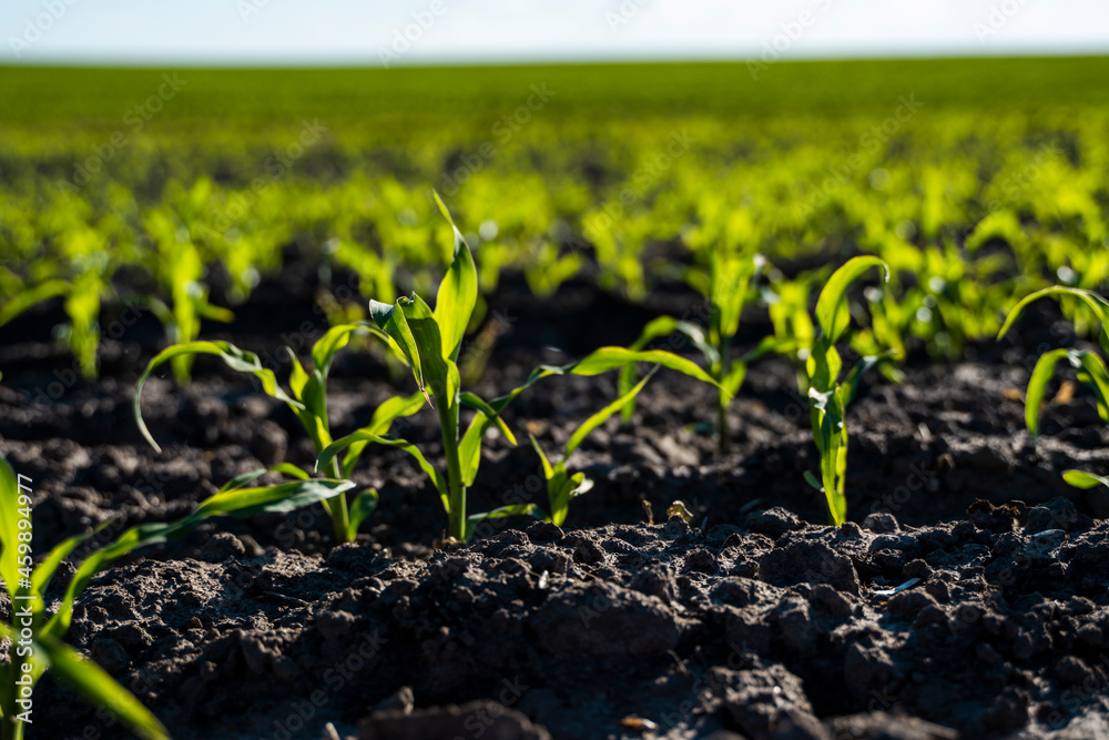 Growing young green corn seedling sprouts in cultivated agricultural farm field, shallow depth of field. Agricultural scene with corn's sprouts in earth closeup. Growing young green corn seedling sprouts in cultivated agricultural farm field, shallow depth of field. Agricultural scene with corn's sprouts in earth closeup.