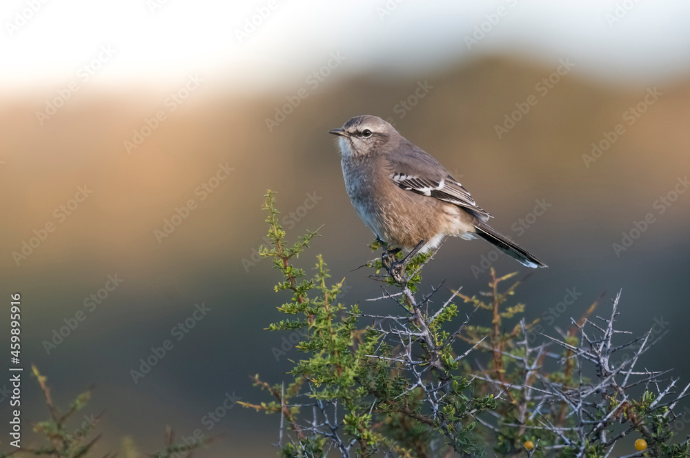 Obraz premium Patagonian Mockingbird, Peninsula Valdes,Patagonia, Argentina