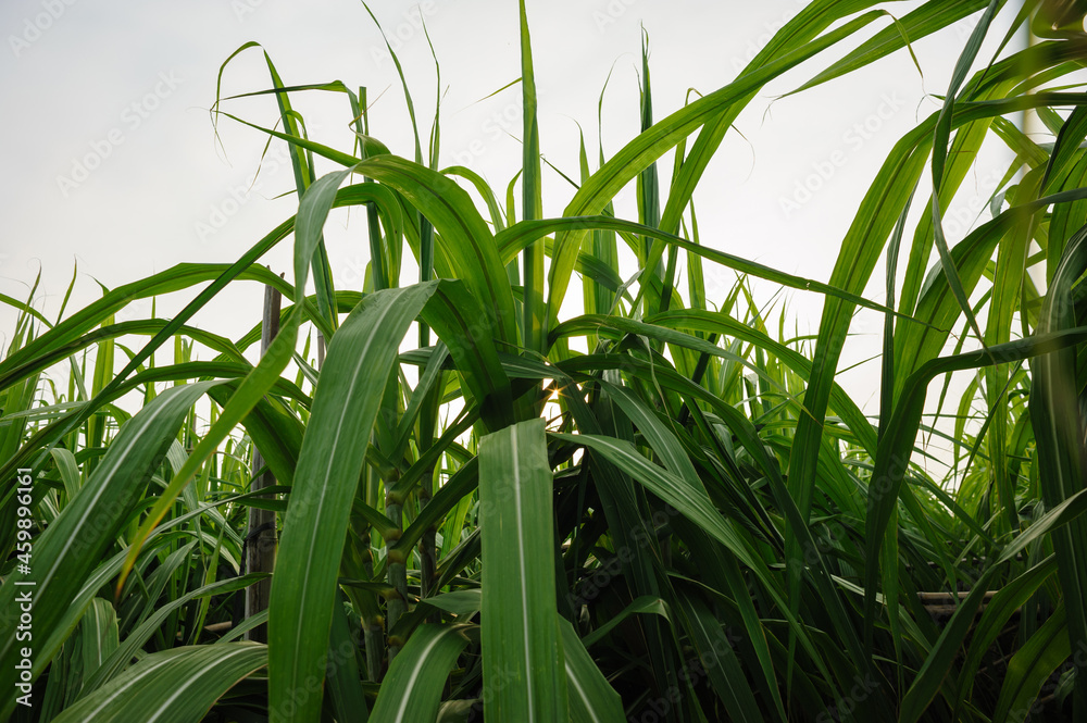 Obraz premium Sugarcane plants growing under sky