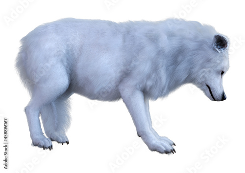 3D Rendering Arctic Wolf on White © photosvac