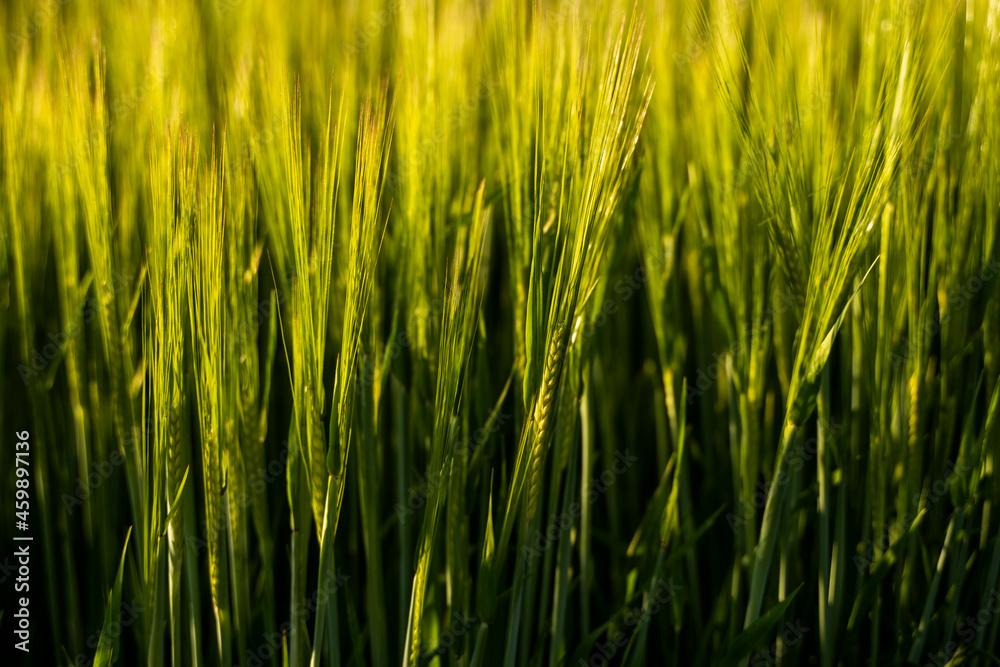 Young green barley growing in agricultural field in spring. Unripe cereals. The concept of agriculture, organic food. Barleys sprout growing in soil. Close up on sprouting barley in sunset. Young green barley growing in agricultural field in spring. Unripe cereals. The concept of agriculture, organic food. Barleys sprout growing in soil. Close up on sprouting barley in sunset.