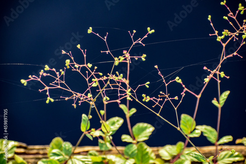 Morning spider web on a wildflower in the swamp photo