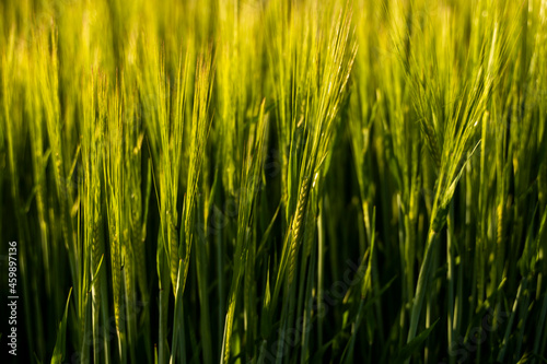 Young green barley growing in agricultural field in spring. Unripe cereals. The concept of agriculture  organic food. Barleys sprout growing in soil. Close up on sprouting barley in sunset.