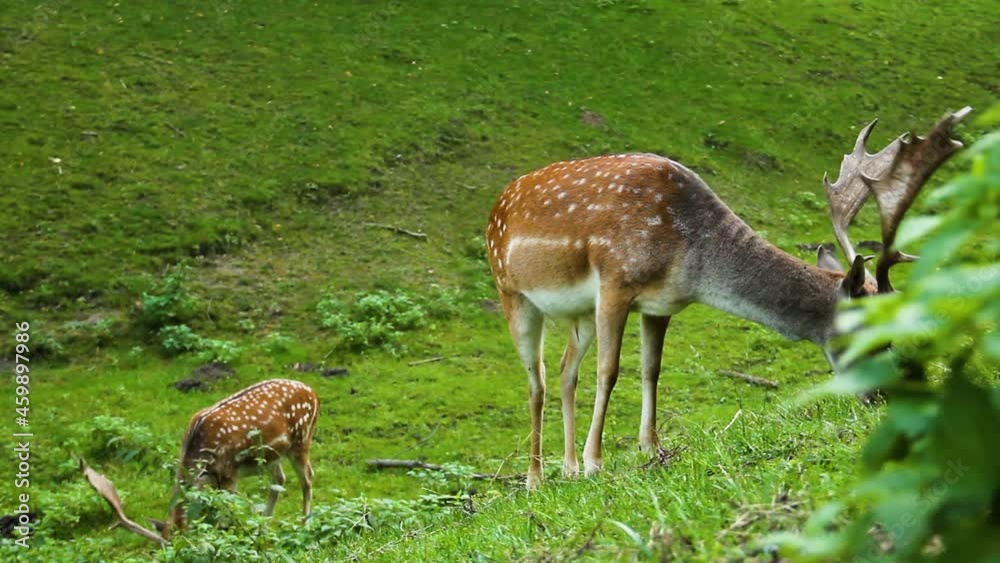 Dappled deer. A sika deer with antlers eats grass. Cervus nippon