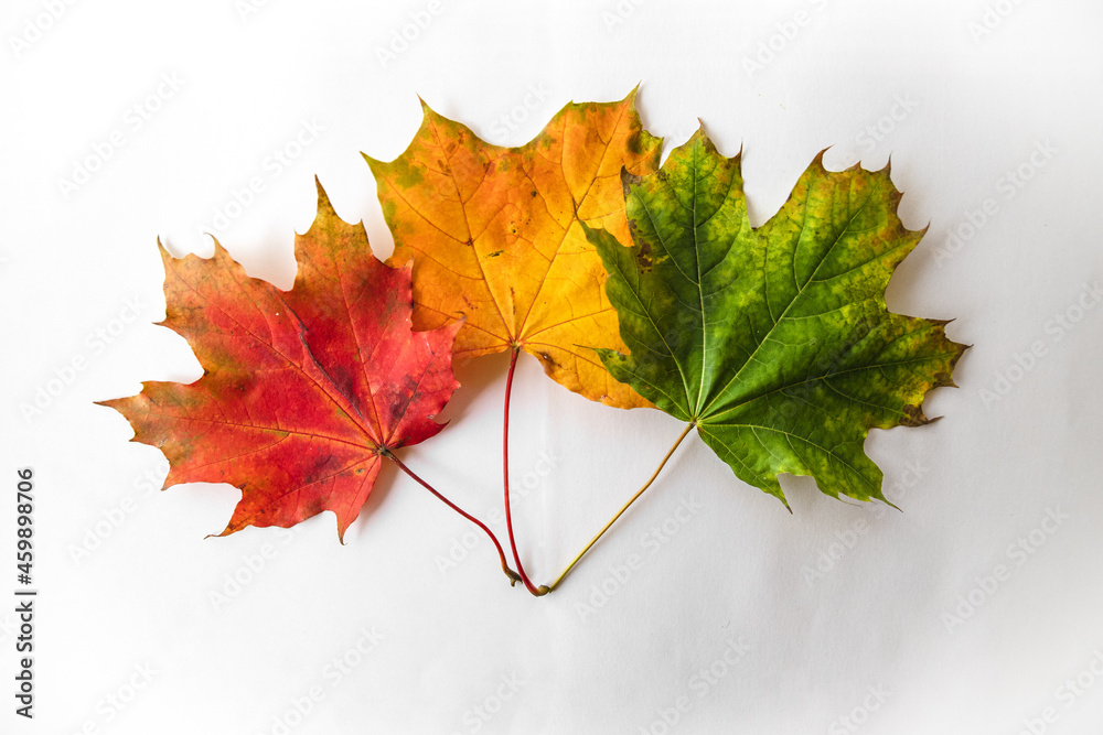 Autumn maple bouquet