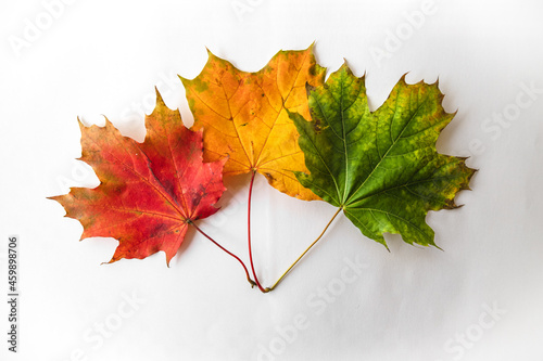 Obraz na płótnie Autumn maple bouquet w salonie