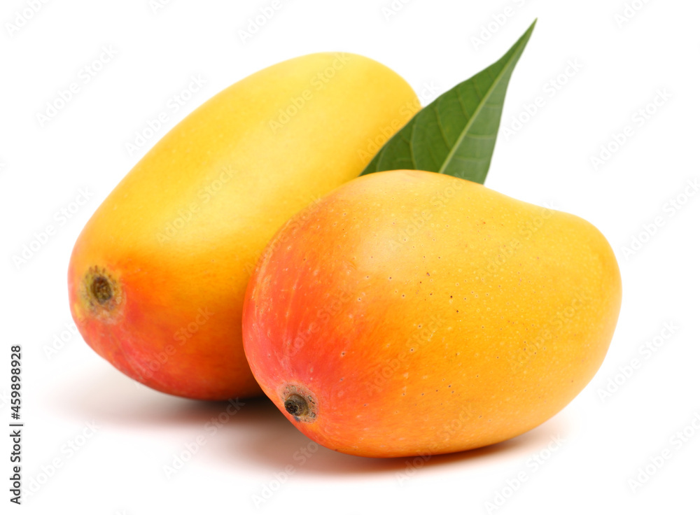 mangos on a white background mangos on a white background